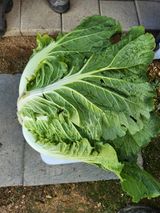 텃밭입문님의 농사경력 최고의 순간을 알려주세요.·참여글 작성글 사진