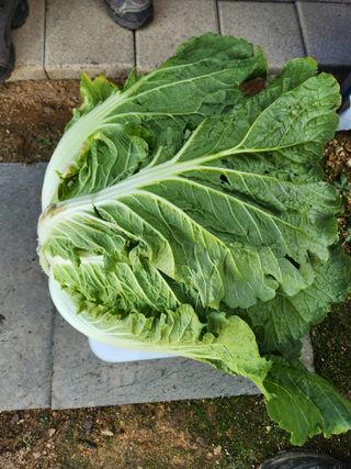텃밭입문님의 농사경력 최고의 순간을 알려주세요. · 참여글 작성글 사진