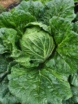 텃밭입문님의 농사경력 최고의 순간을 알려주세요. · 참여글 작성글 사진