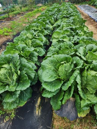 텃밭입문님의 농사경력 최고의 순간을 알려주세요. · 참여글 작성글 사진