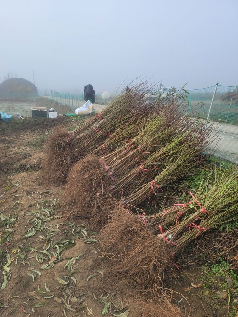 일심묘목농원님의 장터 판매 상품 [신비(천도) 접목1년생 묘목] 첨부 사진