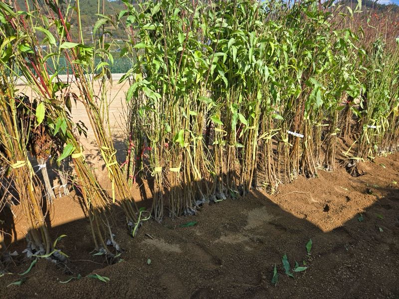 장터 상품 [납작복숭아(거반도) 접목1년생 묘목] 썸네일