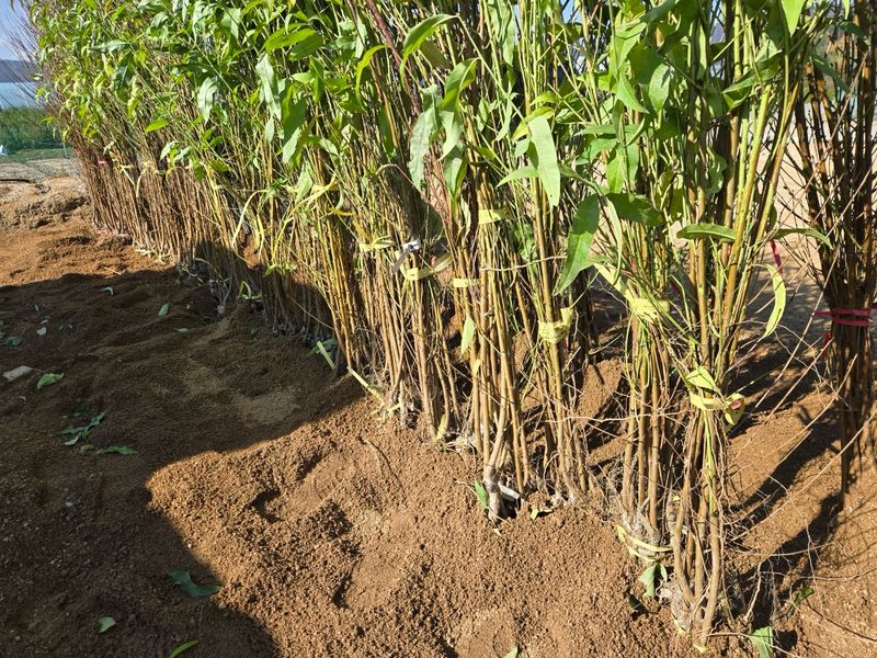 일심묘목농원님의 장터 판매 상품 [납작복숭아(거반도) 접목1년생 묘목] 첨부 사진