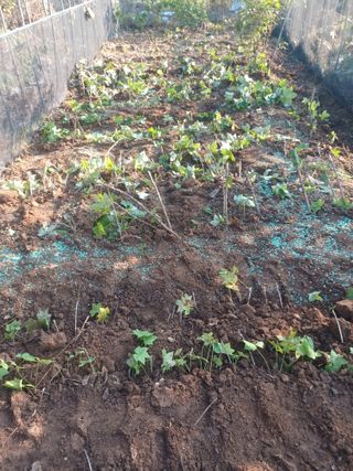 무료지식나눔 팜닥터님의 자유주제 · 자유게시판 작성글 사진