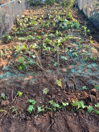 무료지식나눔 팜닥터님의 자유주제 · 자유게시판 작성글 사진