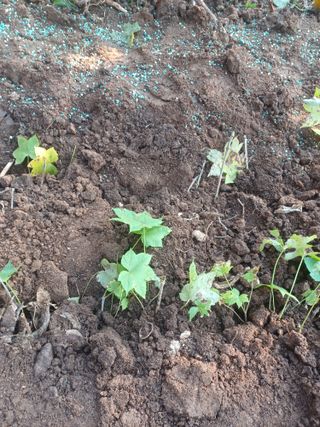 무료지식나눔 팜닥터님의 자유주제 · 자유게시판 작성글 사진