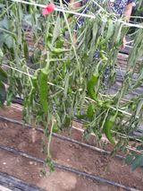 팜모닝 고추·병해충상담 게시글 이미지