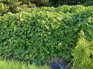 김형일님의 감자 · 영농일지 작성글 사진