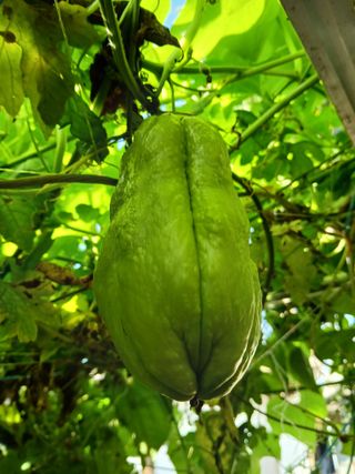 김형일님의 감자 · 영농일지 작성글 사진