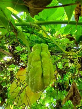 김형일님의 감자 · 영농일지 작성글 사진