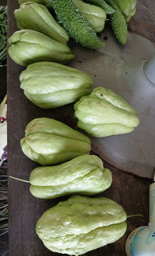 김형일님의 감자 · 영농일지 작성글 사진