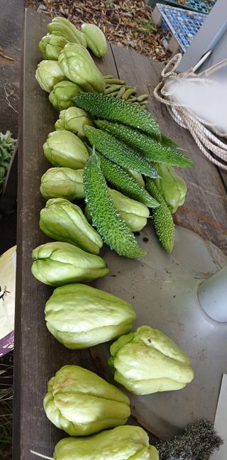 김형일님의 감자 · 영농일지 작성글 사진