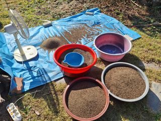 정희군님의 들깨 · 영농일지 작성글 사진