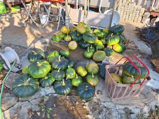 정희군님의 들깨 · 영농일지 작성글 사진