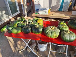 정희군님의 들깨 · 영농일지 작성글 사진