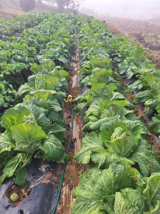 정희군님의 들깨 · 영농일지 작성글 사진