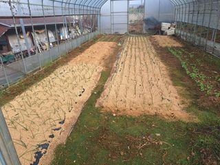 정희군님의 들깨 · 영농일지 작성글 사진