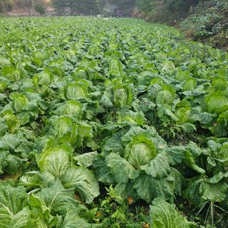 백용기님의 자유주제 · 자유게시판 작성글 사진