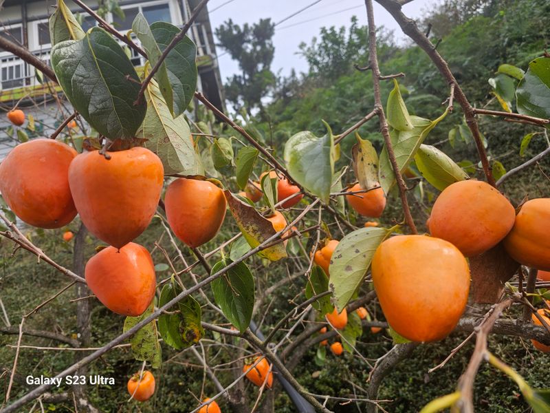 윤권진님의 장터 판매 상품 [악양대봉감10kg] 첨부 사진