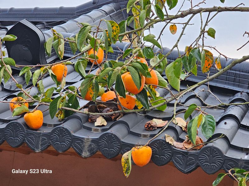 윤권진님의 장터 판매 상품 [악양대봉감10kg] 첨부 사진