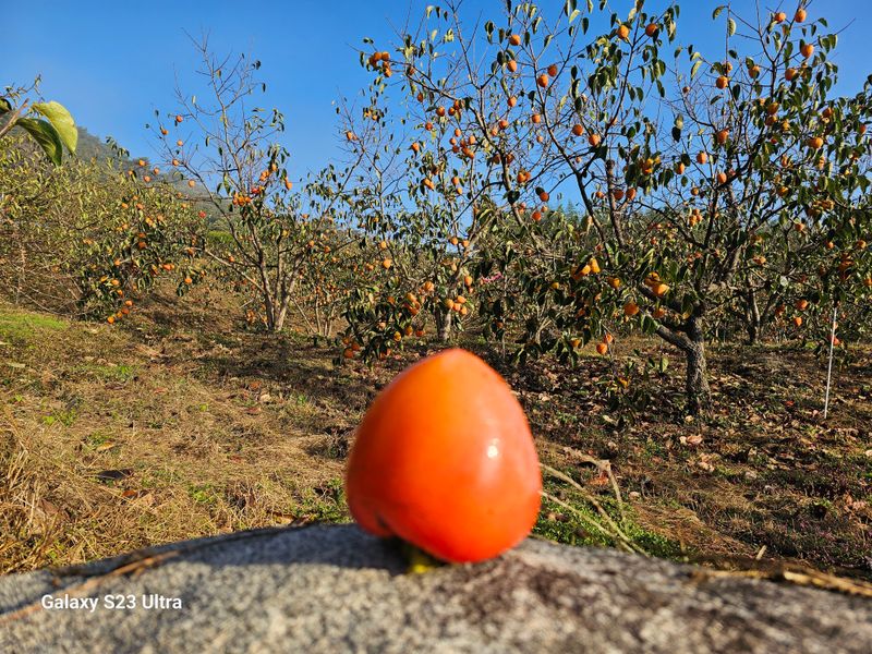 윤권진님의 장터 판매 상품 [악양대봉감10kg] 첨부 사진