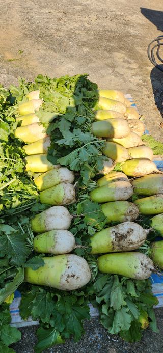 현길01021982님의 농사경력 최고의 순간을 알려주세요. · 참여글 작성글 사진