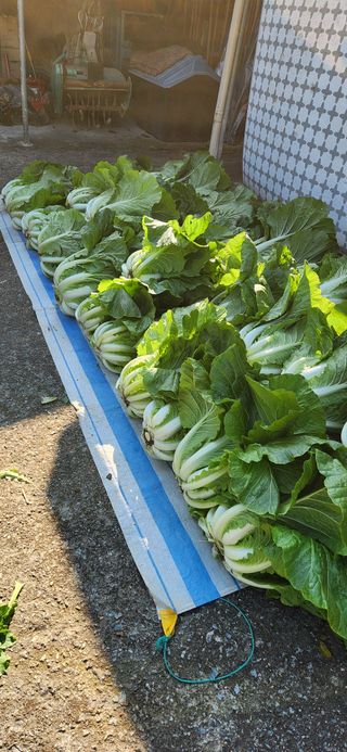 현길01021982님의 농사경력 최고의 순간을 알려주세요. · 참여글 작성글 사진