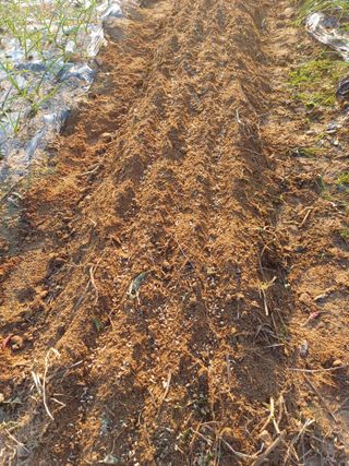 이철우님의 마늘 · 영농일지 작성글 사진