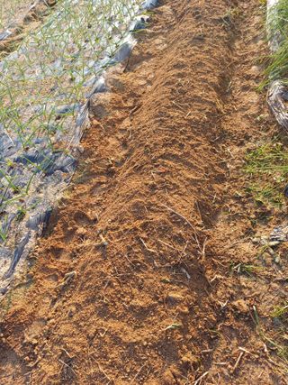 이철우님의 마늘 · 영농일지 작성글 사진