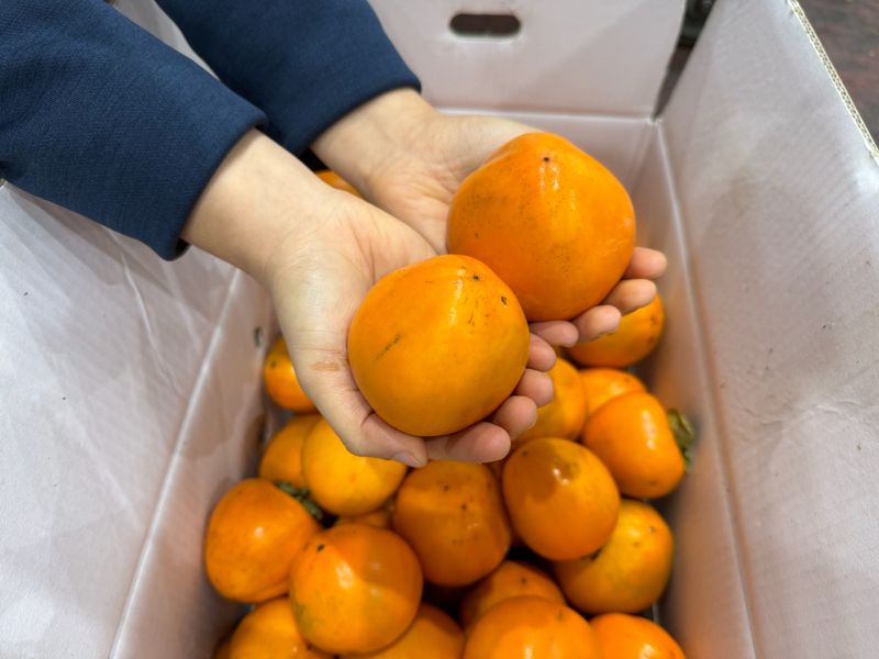 농부손녀님의 장터 판매 상품 [고당도 월하시 밀수감 10kg (곶갖, 감말랭이용) ] 첨부 사진