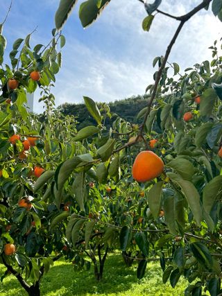 농부손녀님의 자유주제 · 자유게시판 작성글 사진