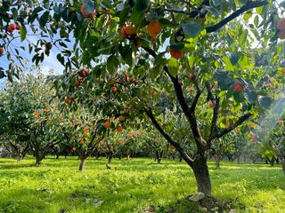 농부손녀님의 자유주제 · 자유게시판 작성글 사진