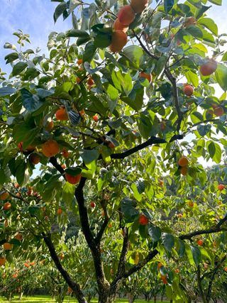 농부손녀님의 자유주제 · 자유게시판 작성글 사진
