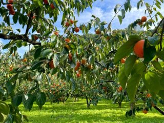 농부손녀님의 자유주제 · 자유게시판 작성글 사진
