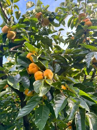 농부손녀님의 자유주제 · 자유게시판 작성글 사진