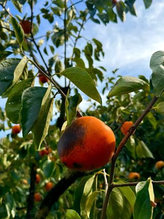 농부손녀님의 자유주제 · 자유게시판 작성글 사진