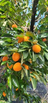 팜모닝 감·영농일지 게시글 이미지