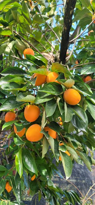 곶감님의 감 · 영농일지 작성글 사진