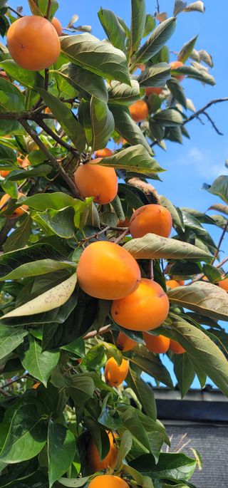 곶감님의 감 · 영농일지 작성글 사진