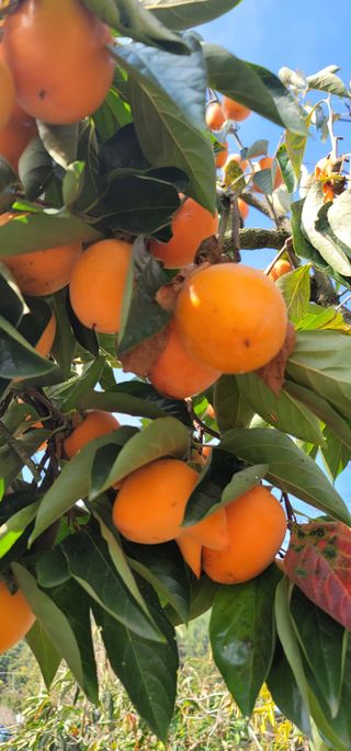 곶감님의 감 · 영농일지 작성글 사진