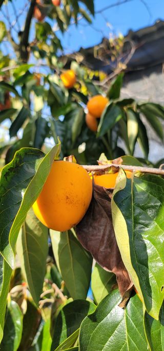 곶감님의 감 · 영농일지 작성글 사진