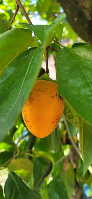 곶감님의 감 · 영농일지 작성글 사진