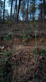 팜모닝 블루베리·영농일지 게시글 이미지