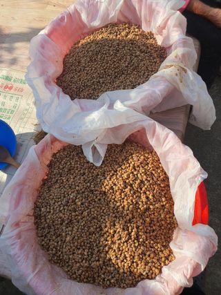 옥천서화농님의 자유주제 · 자유게시판 작성글 사진