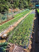 팜모닝 마늘·영농일지 게시글 이미지