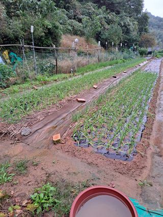 권찬훈님의 마늘 · 영농일지 작성글 사진