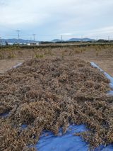 팜모닝 콩·영농일지 게시글 이미지