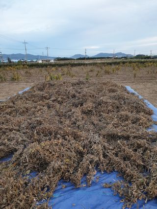 도시부부농부님의 콩 · 영농일지 작성글 사진