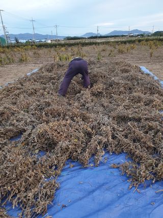 도시부부농부님의 콩 · 영농일지 작성글 사진