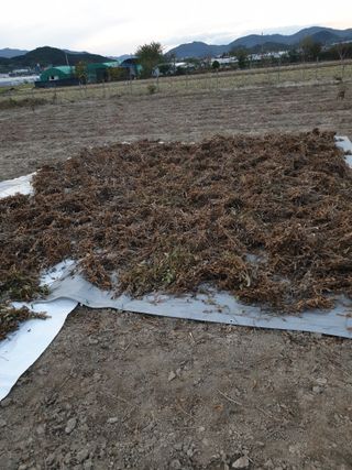 도시부부농부님의 콩 · 영농일지 작성글 사진